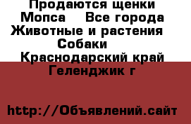 Продаются щенки Мопса. - Все города Животные и растения » Собаки   . Краснодарский край,Геленджик г.